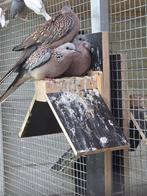Kleine parelhals tortels, Meerdere dieren, Overige soorten