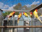 Rosella's, Dieren en Toebehoren, Meerdere dieren, Parkiet