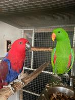 Tam Koppel ng edel papegaaien, Meerdere dieren, Papegaai, Pratend