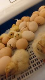 Poule de bresse kuikentjes, Dieren en Toebehoren, Pluimvee, Geslacht onbekend, Kip
