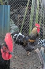 Raszuivere hanen te koop, Dieren en Toebehoren, Mannelijk, Kip