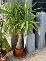 Plant, Ophalen of Verzenden, Overige soorten, Volle zon