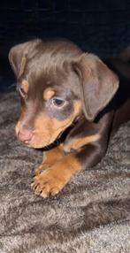 Jack russel  reutje kortpotige chocotan, Rabiës (hondsdolheid), Jack Russell Terriër, Reu, 8 tot 15 weken