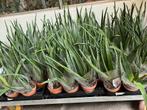 Aloe vera planten in terra pot, Huis en Inrichting, Kamerplanten, Minder dan 100 cm, Halfschaduw, Ophalen