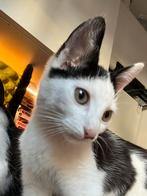 Kitten, Dieren en Toebehoren, Katten en Kittens | Overige Katten, Kater