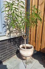 oleander in mooie mediterraanse pot, Ophalen, Rond, Minder dan 60 cm