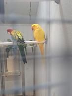Diverse kleuren Halsband parkieten., Dieren en Toebehoren, Vogels | Parkieten en Papegaaien, Meerdere dieren, Parkiet