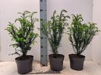Taxus baccata lengte 25 tot 60 (hiksii - hillii-repandens), Ophalen of Verzenden, Taxus, Struik, Minder dan 100 cm