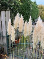 Gedroogde Pluimen - Pampasgras Decoratie, Ophalen, Nieuw