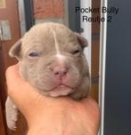 American Pocket bully pups D B K C stamboom, Dieren en Toebehoren, België, Particulier, Rabiës (hondsdolheid), 8 tot 15 weken