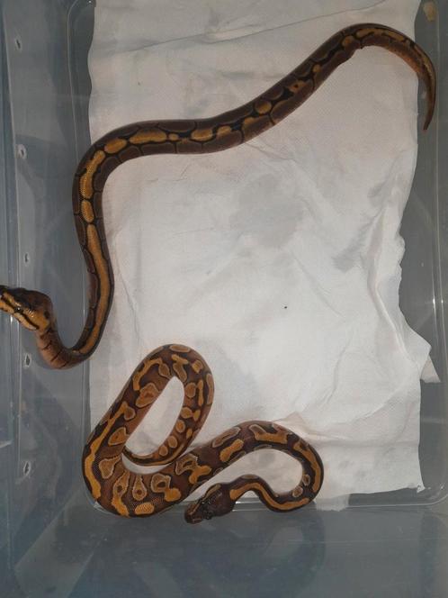 Laatste jonge koningspythons te koop., Dieren en Toebehoren, Reptielen en Amfibieën, Amfibie