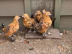 Sabelpoot Porcelein Kuikens, Dieren en Toebehoren, Pluimvee, Meerdere dieren, Kip
