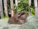 Coronet slate goud beertje, Mannelijk, Cavia, Voor 1 juli 2024, Tam