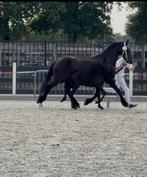 Friese Merrie (Haitse) met hengst veulen (Jouwe x Haitse, Dieren en Toebehoren, Paarden, Merrie, B, Gechipt, 11 jaar of ouder