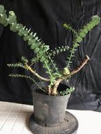 Eucalyptus Bonsai Starter, Bloeit niet, Overige soorten, Minder dan 100 cm, Ophalen