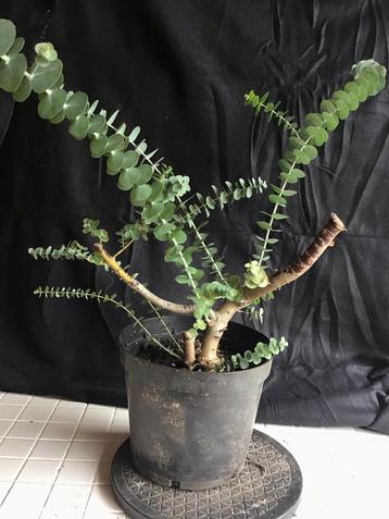 Eucalyptus Bonsai Starter beschikbaar voor biedingen