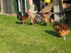 Toom kippen, Dieren en Toebehoren, Pluimvee, Meerdere dieren, Kip