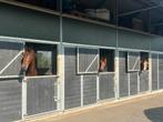 Kleinschallige pensionstalling met weidegang Benschop, Dieren en Toebehoren, Stalling en Weidegang, Weidegang, 1 paard of pony