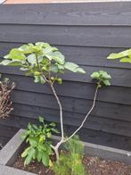 vijgenbomen mooi en gezond, Ophalen of Verzenden