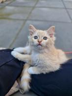 Ragdoll poesje met stamboom, Dieren en Toebehoren, Poes, Met stamboom