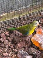 Jonge Turquoisine parkiet, Dieren en Toebehoren, Vogels | Parkieten en Papegaaien, Geslacht onbekend, Parkiet