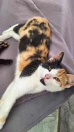 Lieve Boerderij kitten/ poesje, lapjespoes, nog 1 over...!, Meerdere dieren