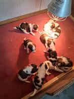 Prachtige kooiker pups, Overige rassen, Meerdere, Meerdere dieren, Nederland
