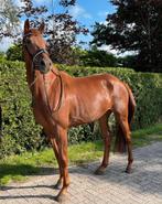 Leuke 4 jarige prok merrie v. Livius, Dieren en Toebehoren, Paarden, Merrie, Dressuurpaard, 3 tot 6 jaar, L