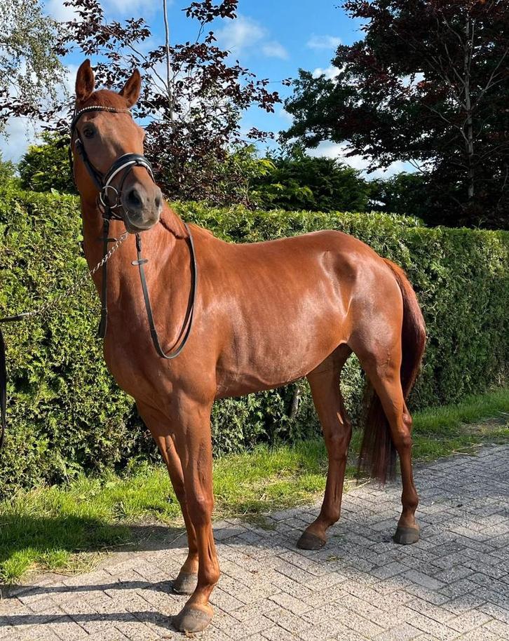 4 jarige prok merrie v. Livius, Dieren en Toebehoren, Paarden, Merrie, L, 165 tot 170 cm, 3 tot 6 jaar, Dressuurpaard