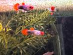 Koi tuxedo guppen, Dieren en Toebehoren, Vis