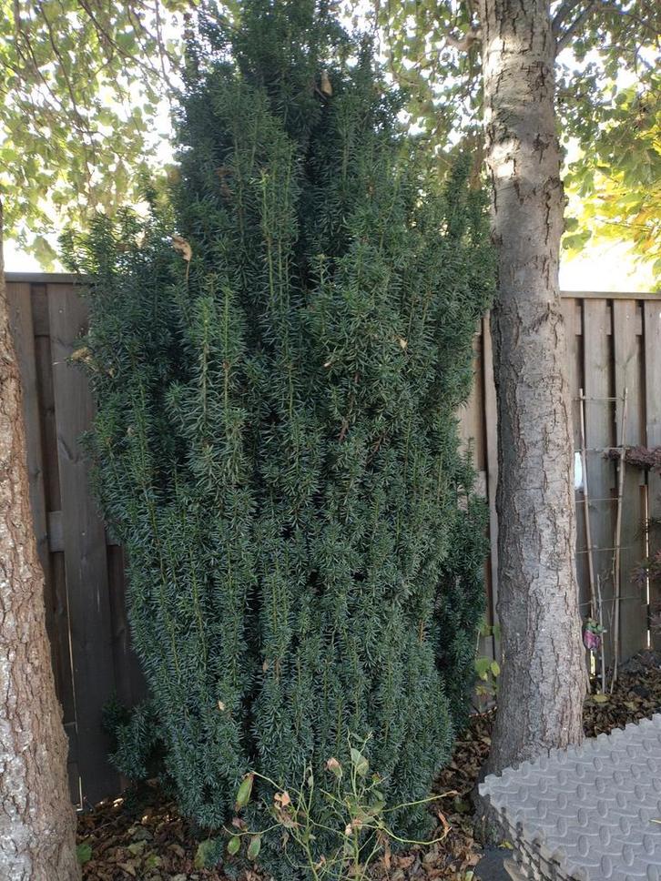 Mooie groene struik te koop!, Tuin en Terras, Planten | Bomen, Overige soorten, 100 tot 250 cm, Halfschaduw, Bloeit niet, Ophalen