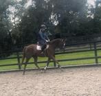 Hele brave leuke merrie, Dieren en Toebehoren, Paarden, Merrie, B, 160 tot 165 cm, 3 tot 6 jaar