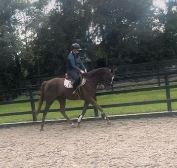 Super allrounder  beschikbaar voor biedingen