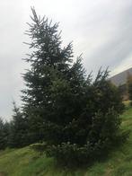 te koop grote kerstbomen, Tuin en Terras, Ophalen, Winter, Halfschaduw, Overige soorten