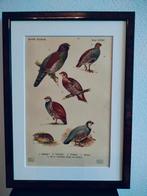 Litho Floericke Patrijs Kwartel Roelroel 1922, Ophalen of Verzenden