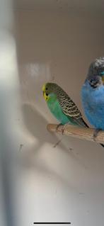 Regenboog man grasparkiet split dunfallow, Mannelijk, Parkiet