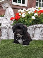 Te koop mooie speelse boomer pups, Reu, CDV (hondenziekte), 8 tot 15 weken, Meerdere