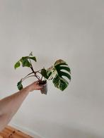Monsters  also  variegated, Ophalen of Verzenden, Minder dan 100 cm