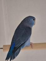 Forpussen, Dieren en Toebehoren, Vogels | Parkieten en Papegaaien, Mannelijk, Parkiet, Geringd