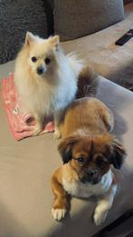 Puppys zoeken goud nest Kees x pekinees pups, Dieren en Toebehoren, 8 tot 15 weken, Meerdere, Meerdere dieren, Nederland