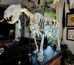 Skelet Berberleeuw leeuw schedel taxidermie opgezet, Verzamelen, Dierenverzamelingen, Ophalen, Zo goed als nieuw, Opgezet dier