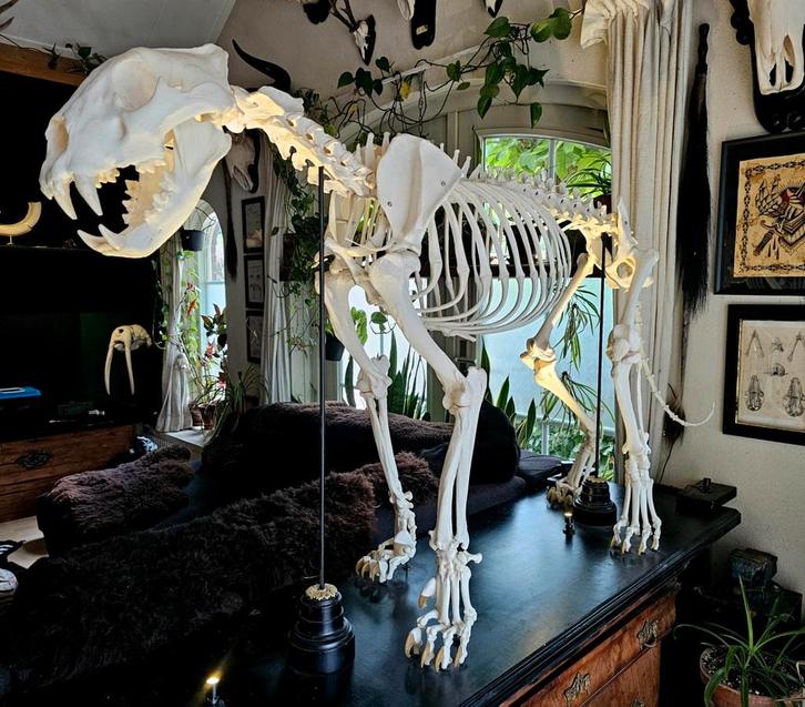 Skelet Berberleeuw leeuw schedel taxidermie opgezet, Verzamelen, Dierenverzamelingen, Zo goed als nieuw, Opgezet dier, Ophalen