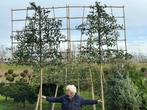 Leibomen Prunus Lusitanica Angustifolia groenblijvend, Tuin en Terras, Planten | Struiken en Hagen, Laurier, Ophalen, 100 tot 250 cm