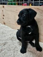 Grote zwitserse sennenhond x labrador pups, Dieren en Toebehoren, Honden | Retrievers, Spaniëls en Waterhonden, Labrador retriever