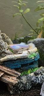 Guppies te koop, Vis