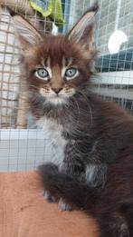 Maine Coon kittens met mooie Felikat stamboom, Dieren en Toebehoren, Katten en Kittens | Raskatten | Langhaar, Meerdere dieren