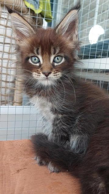 Maine Coon kittens met mooie Felikat stamboom beschikbaar voor biedingen