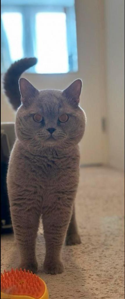 Britse Korthaar DEKKATER lilac ervaren DEKKEN, Dieren en Toebehoren, Katten en Kittens | Dekkaters