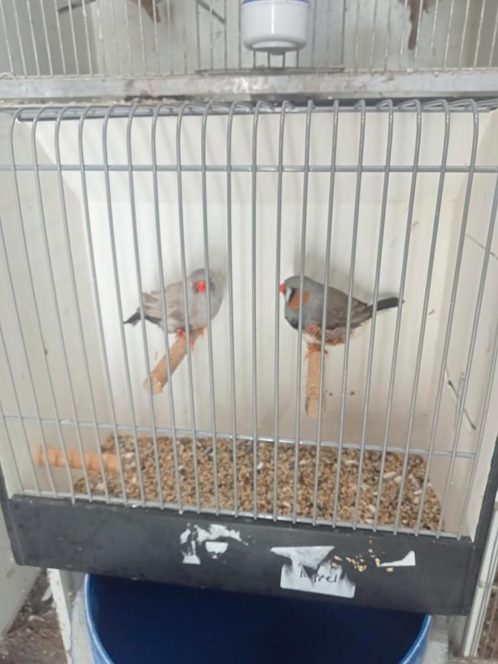 Diverse tt waardige zebravinken xl tot xxl, Dieren en Toebehoren, Vogels | Overige Vogels
