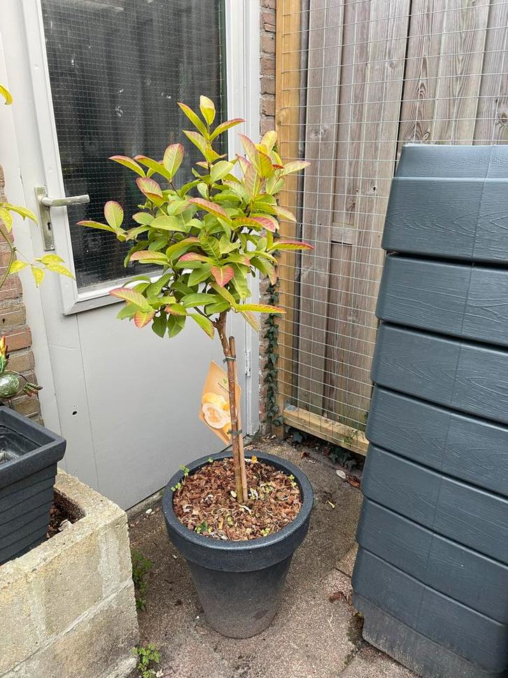 Guaveboom in pot - Psidium guajava, Tuin en Terras, Planten | Fruitbomen, Overige soorten, 100 tot 250 cm, Volle zon, Lente, In pot